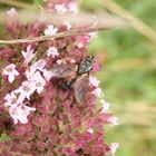 Rotgefleckte Raupenfliege (Eriothrix rufomaculata)