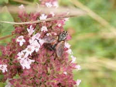 Rotgefleckte Raupenfliege (Eriothrix rufomaculata)