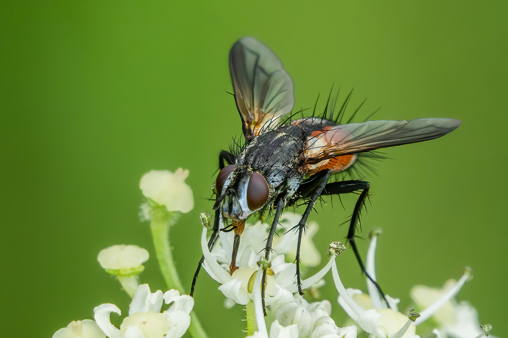 Rotgefleckte Raupenfliege (Eriothrix rufomaculata)