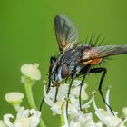 Rotgefleckte Raupenfliege (Eriothrix rufomaculata)