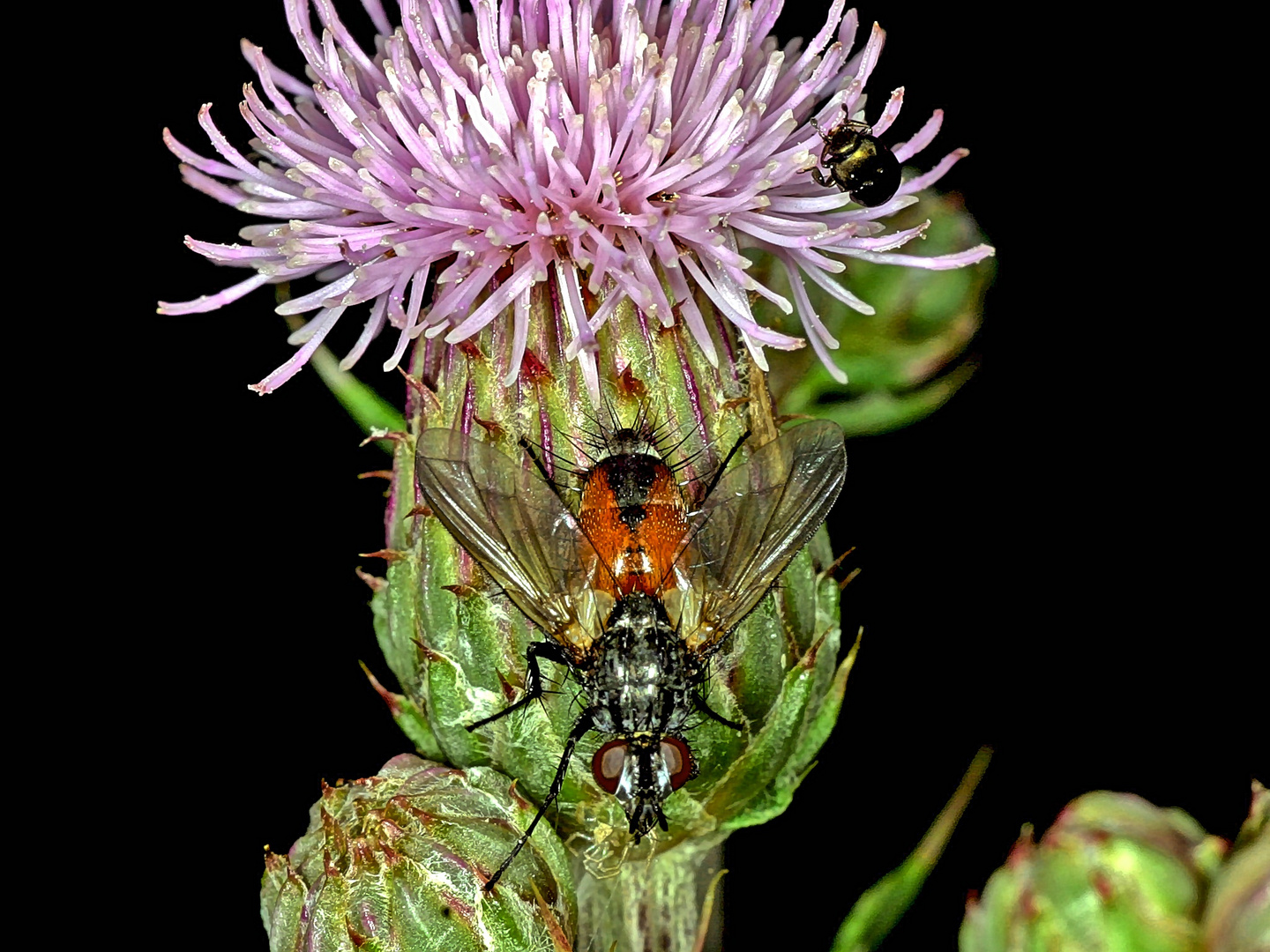 Rotgefleckte Raupenfliege (Eriothrix rufomaculata)....