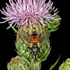 Rotgefleckte Raupenfliege (Eriothrix rufomaculata)....