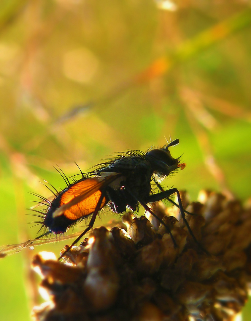 Rotgefleckte Raupenfliege- Eriothrix rufomaculatus