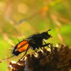 Rotgefleckte Raupenfliege- Eriothrix rufomaculatus