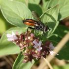 Rotgefleckte Raupenfliege (Eriothrix rufomaculatus)