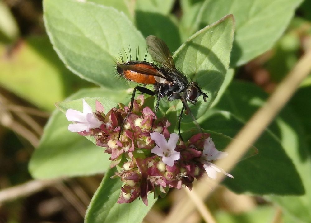 Rotgefleckte Raupenfliege (Eriothrix rufomaculatus)