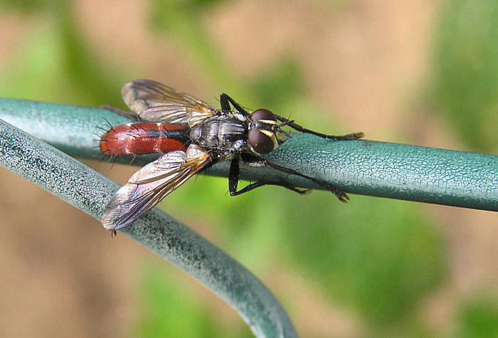 Rotgefleckte Raupenfliege - Eriothrix rufomaculatus