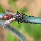 Rotgefleckte Raupenfliege - Eriothrix rufomaculatus