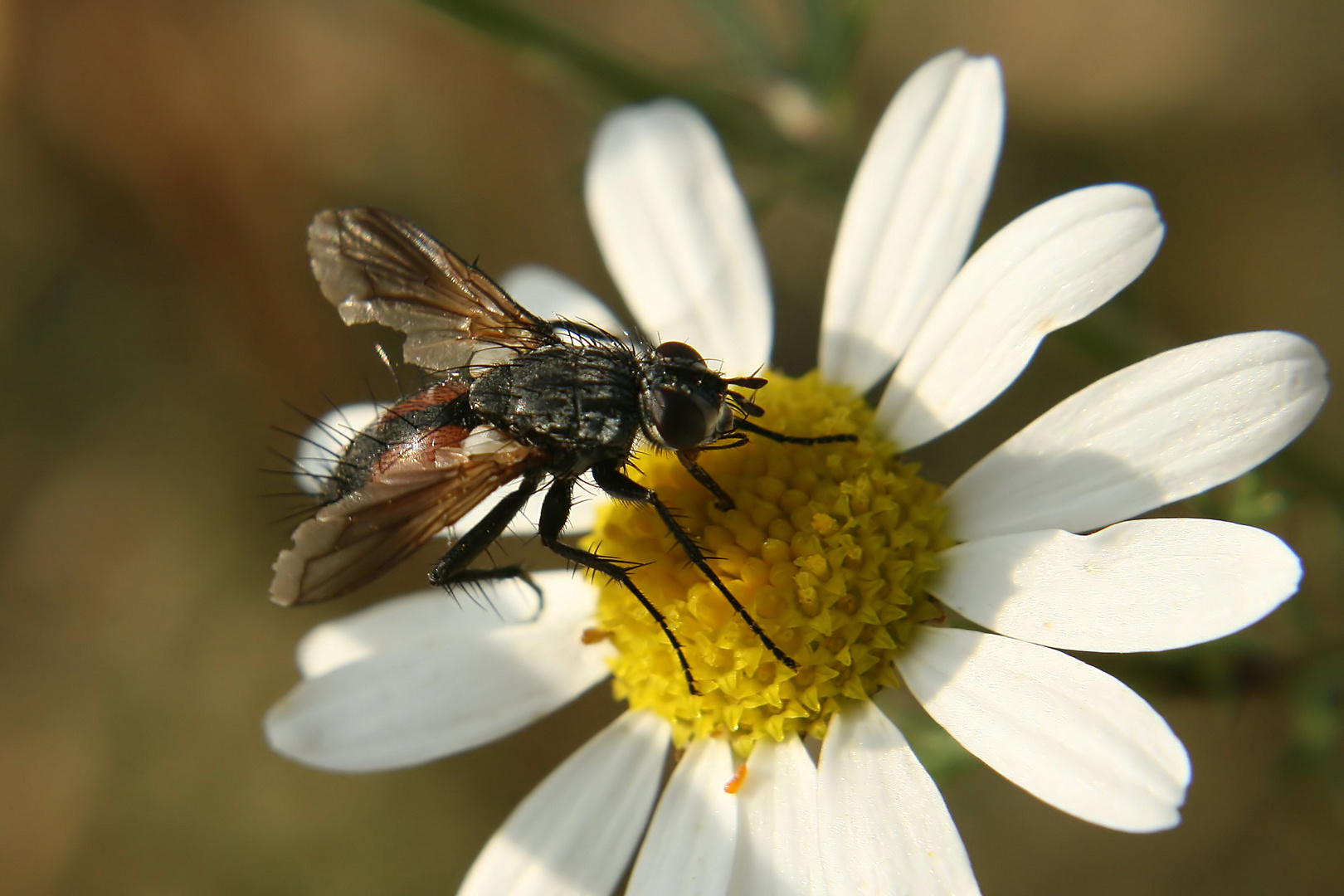 Rotgefleckte Raupenfliege (Eriothrix rufomaculatus)