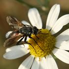 Rotgefleckte Raupenfliege (Eriothrix rufomaculatus)