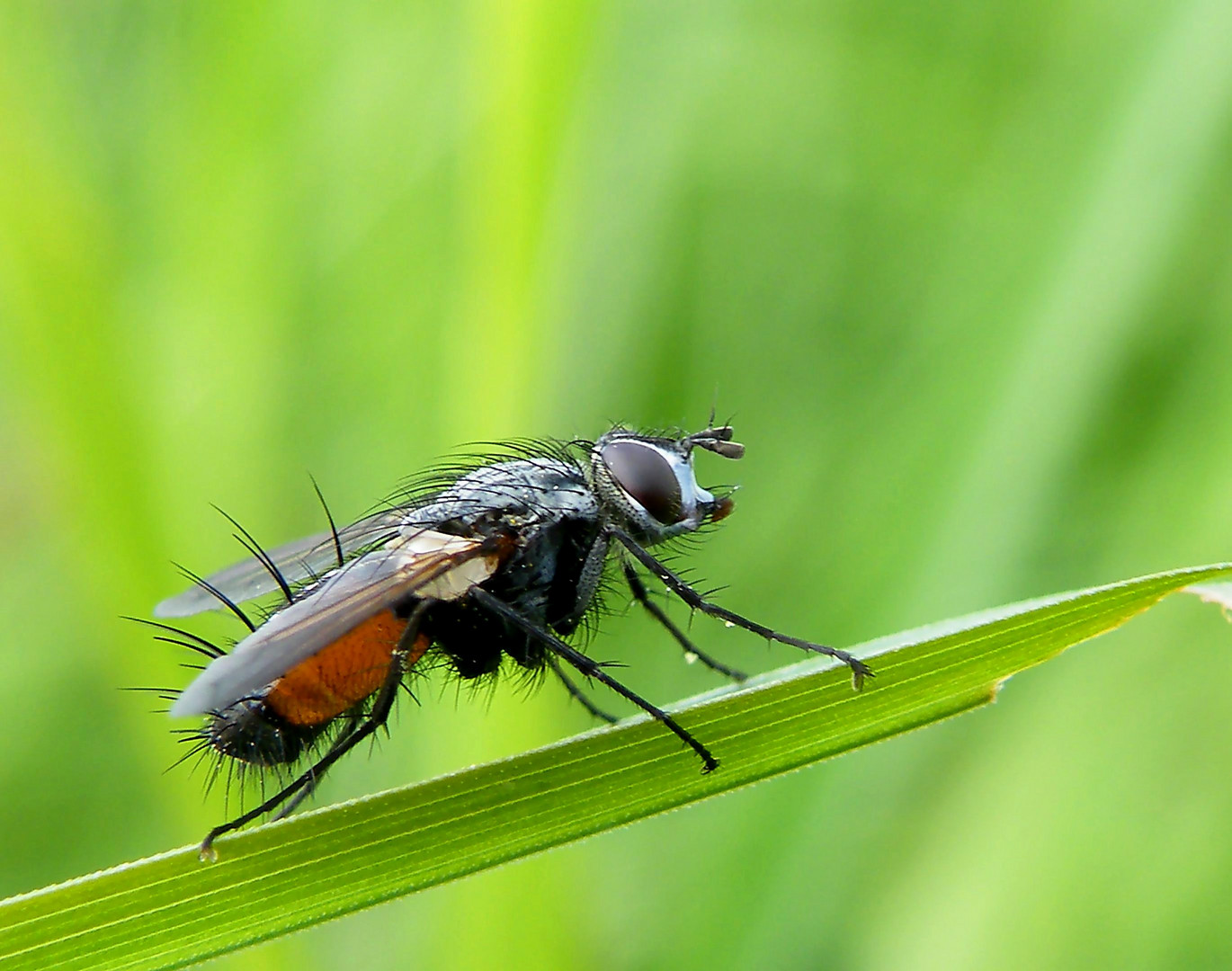 Rotgefleckte Raupenfliege Eriothrix rufomaculatus