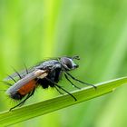 Rotgefleckte Raupenfliege Eriothrix rufomaculatus