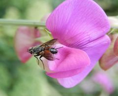 Rotgefleckte Raupenfliege (Eriothrix rufomaculatus) oder Cylindromyia sp. ?