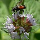 Rotgefleckte Raupenfliege - Profil