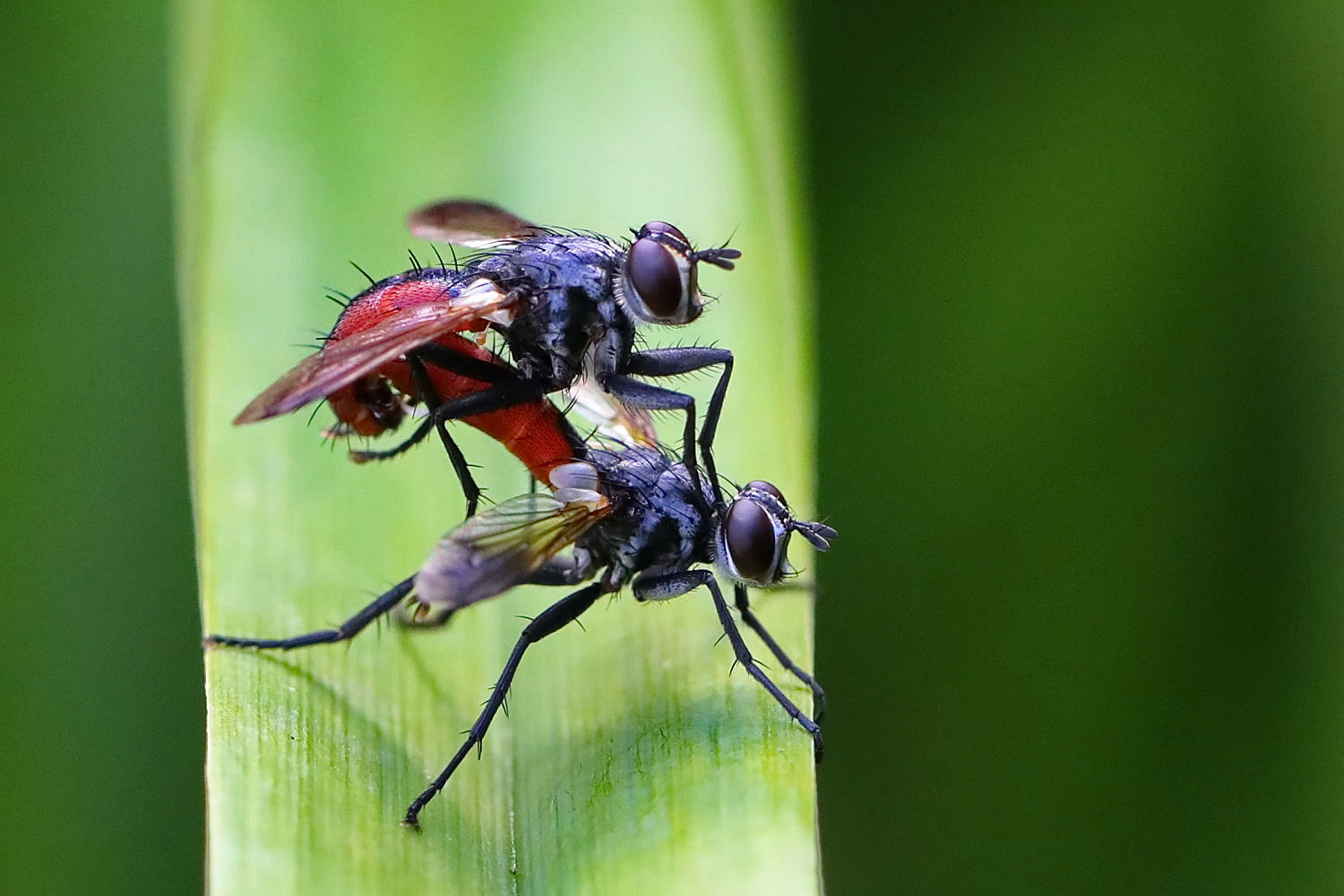 Rotgefleckte Raupenfliegen