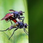 Rotgefleckte Raupenfliegen