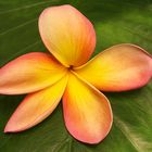 rotgelbe plumeria