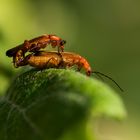 Rotgelbe Weichkäfer - Kopula