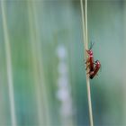 Rotgelbe Weichkäfer (Rhagonycha fulva)