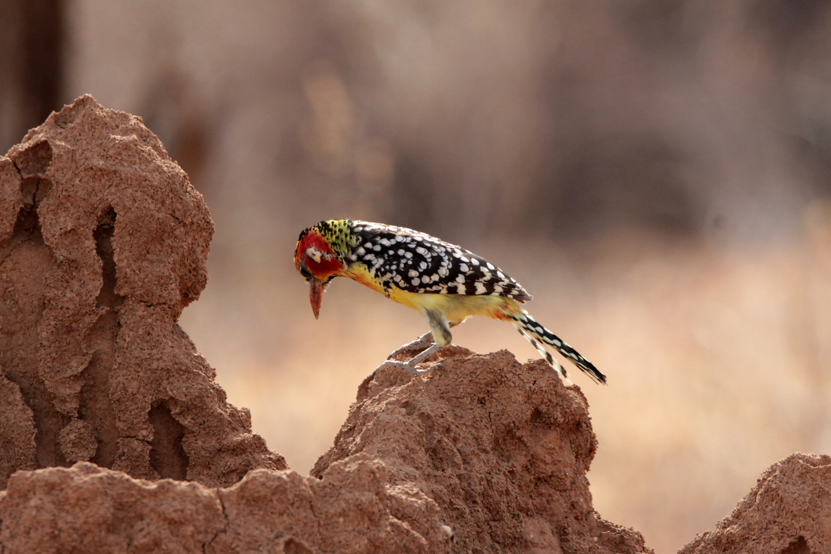 Rotgelber Barbet