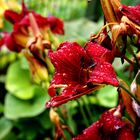 Rotgelber Blütentraum