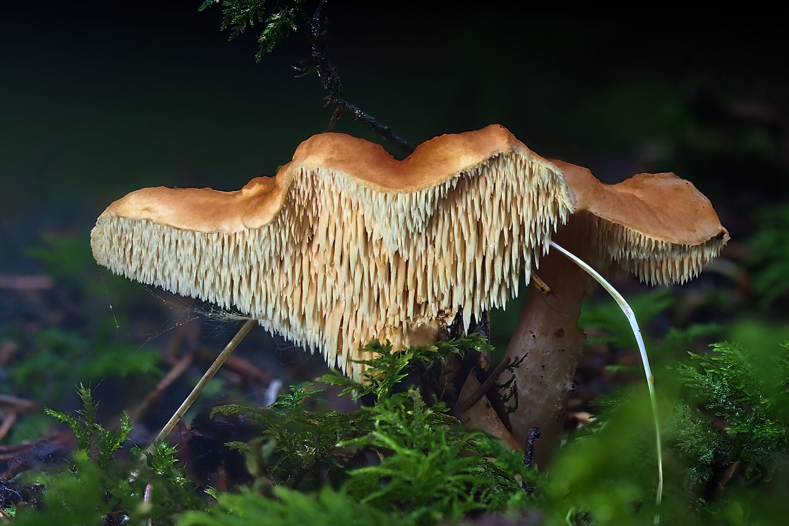 Rotgelber Stoppelpilz