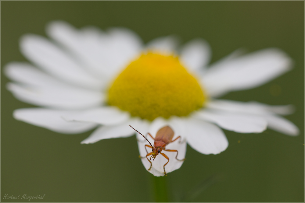 Rotgelber Weichkäfer (2)