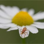 Rotgelber Weichkäfer (2)