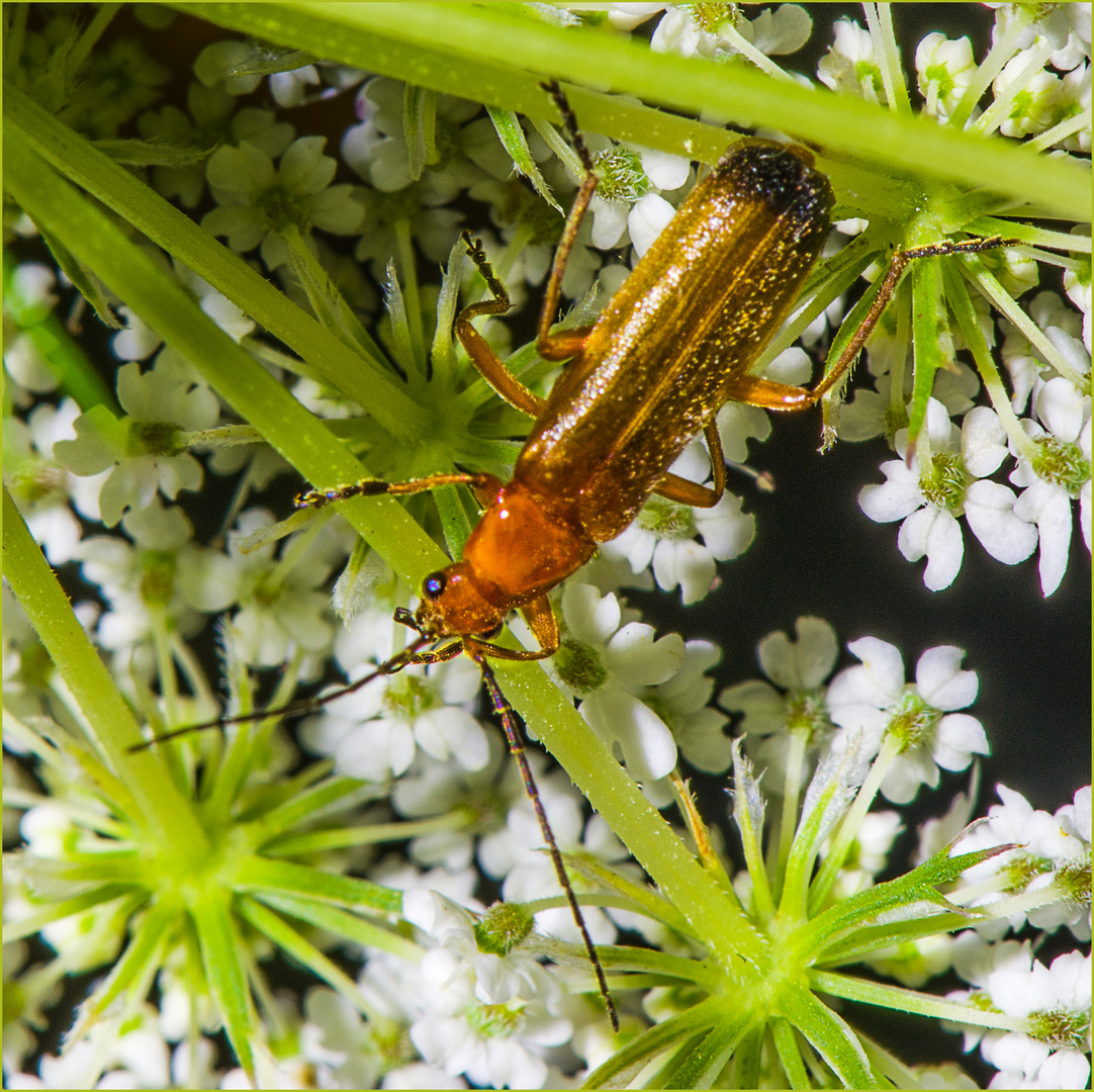 Rotgelber Weichkäfer