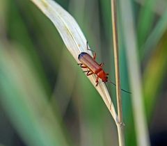 Rotgelber Weichkäfer