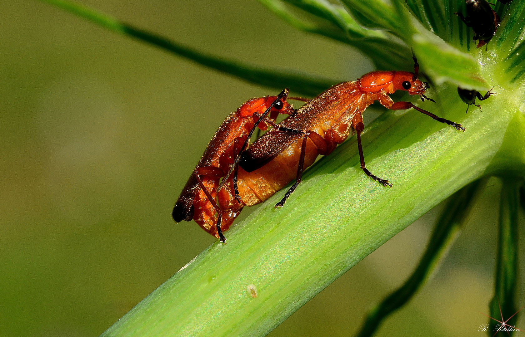 Rotgelber Weichkäfer