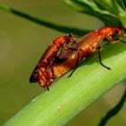 Rotgelber Weichkäfer