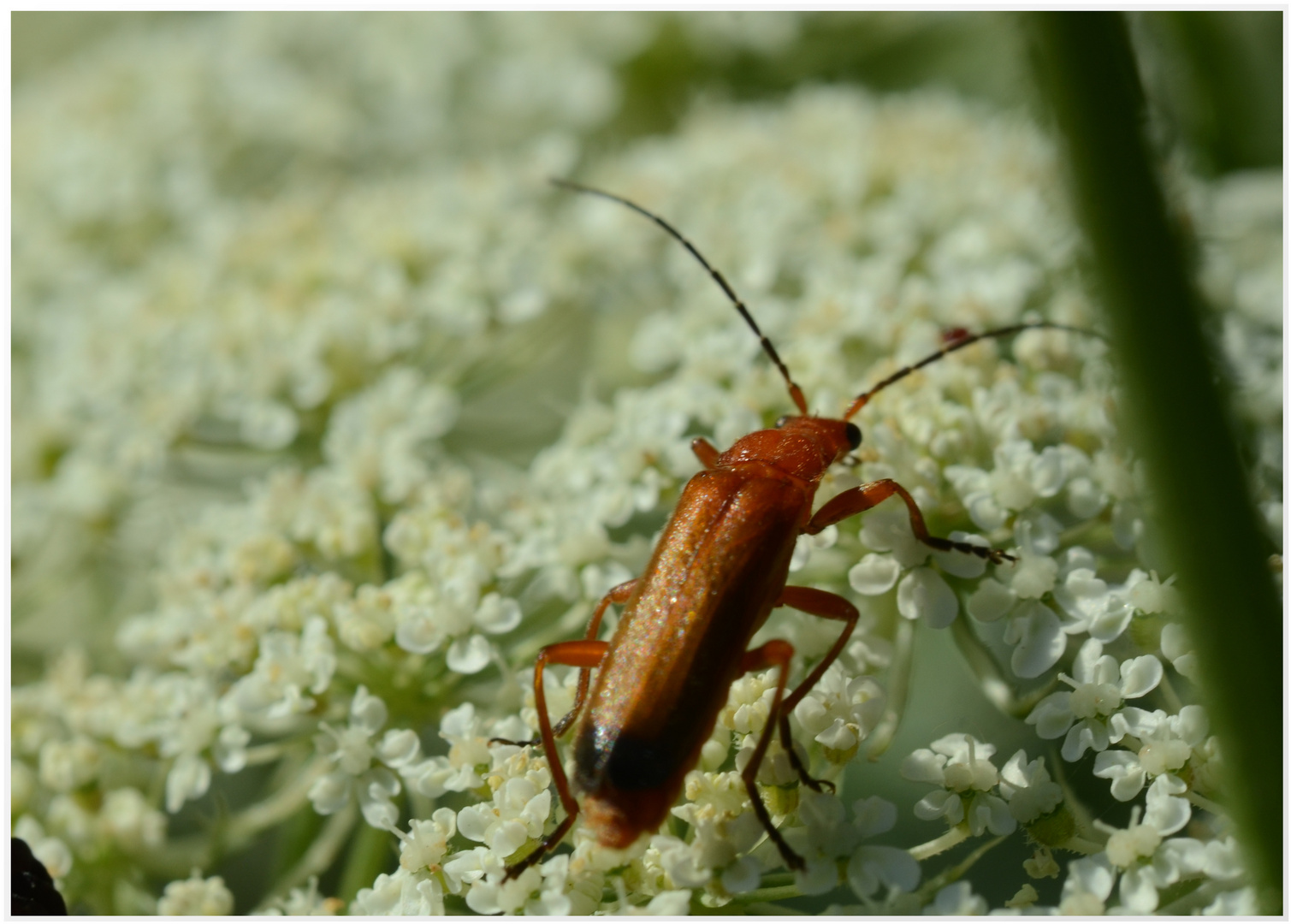 Rotgelber Weichkäfer