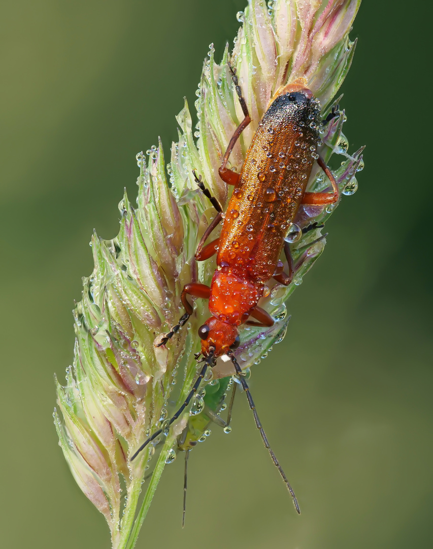 Rotgelber Weichkäfer