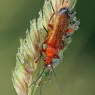 Rotgelber Weichkäfer