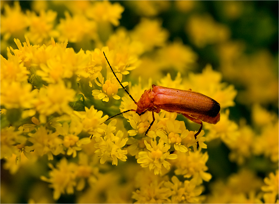 Rotgelber Weichkäfer