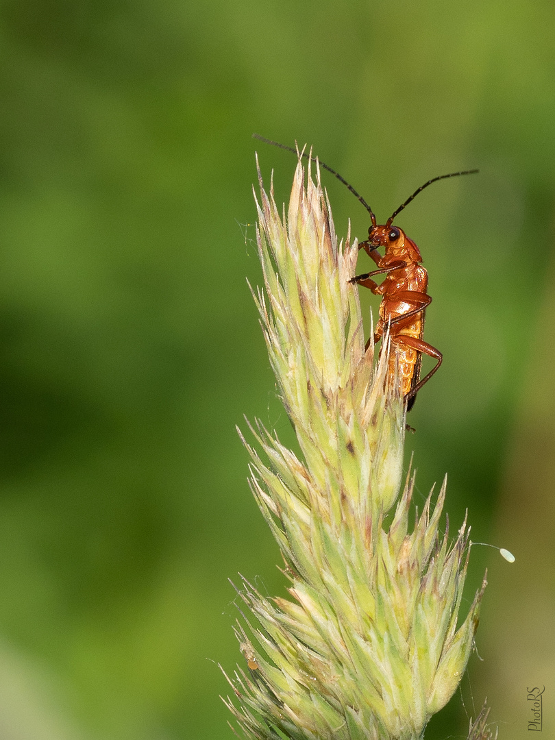 Rotgelber Weichkäfer