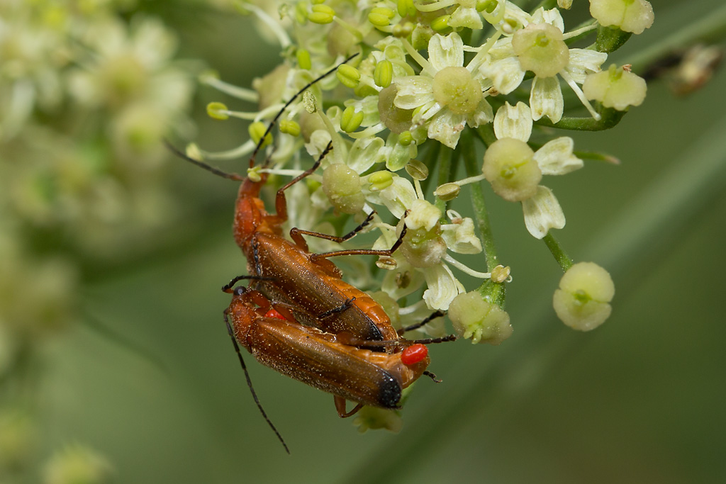 Rotgelber Weichkäfer