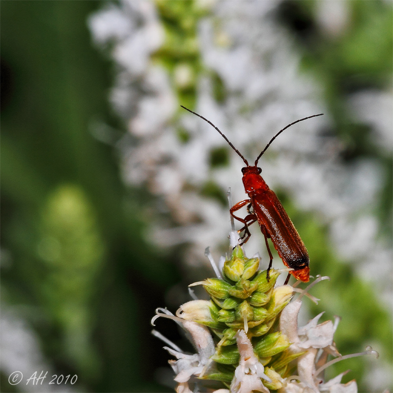 Rotgelber Weichkäfer · Rhagonycha fulva