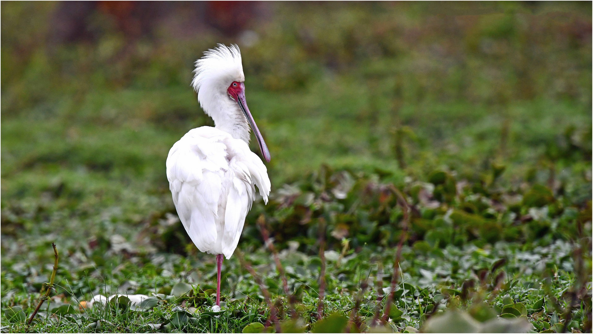 Rotgesichtlöffler (Lake Naivasha - Kenia)