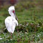 Rotgesichtlöffler (Lake Naivasha - Kenia)