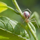 rotgestreifte Kugelspinne (Enoplognatha ovata)