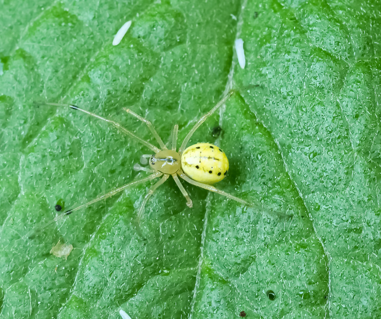 Rotgestreifte Kugelspinne_jung