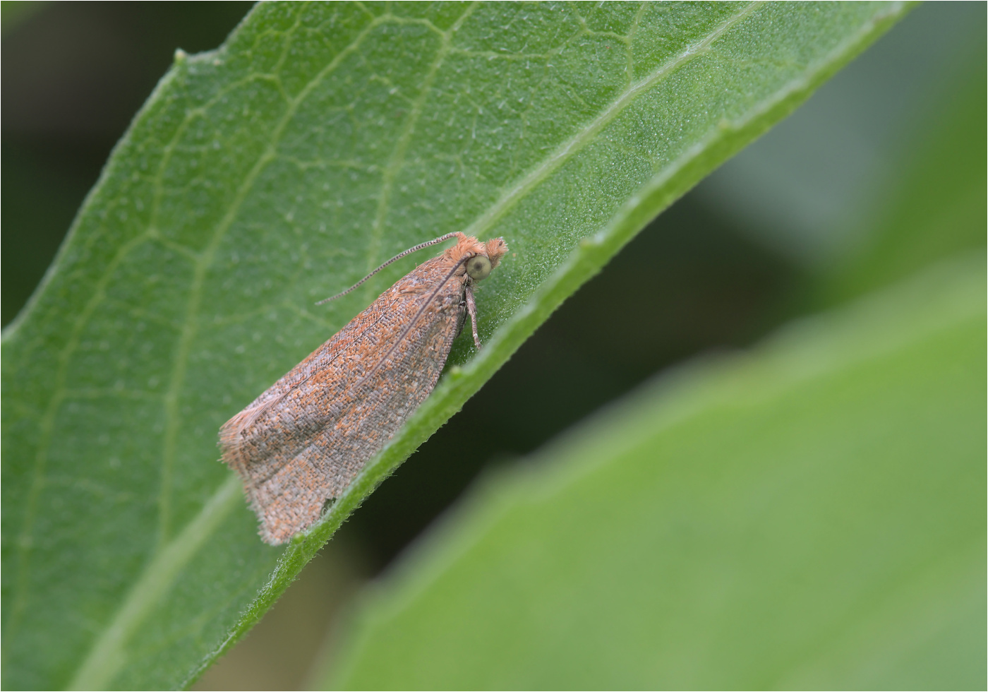 Rotgewürfelter Wickler (Celypha rufana)