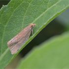 Rotgewürfelter Wickler (Celypha rufana)