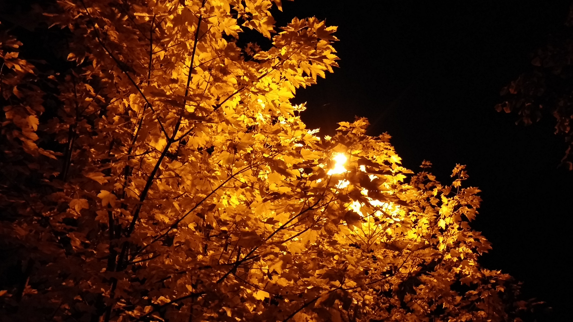 Rotgold bei Nacht