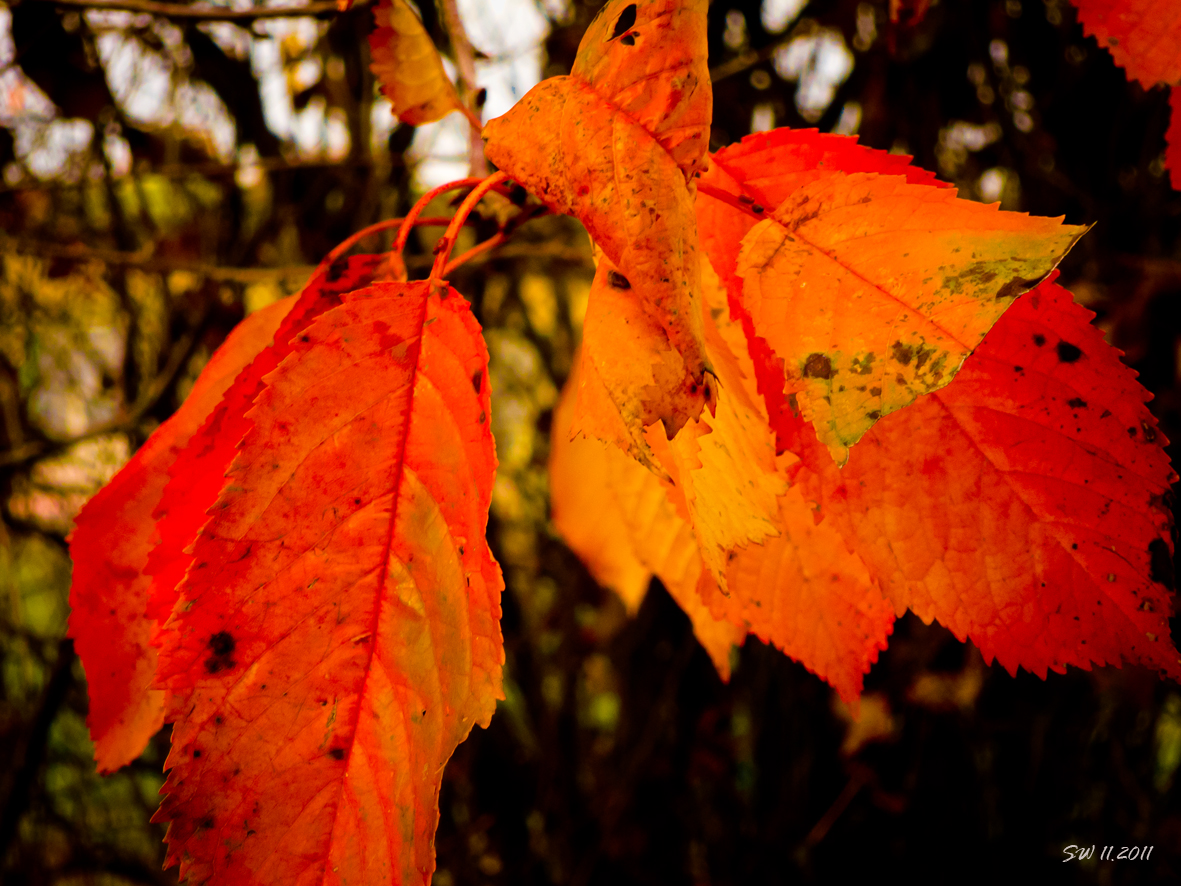 Rotgold im Herbst