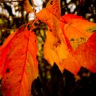 Rotgold im Herbst