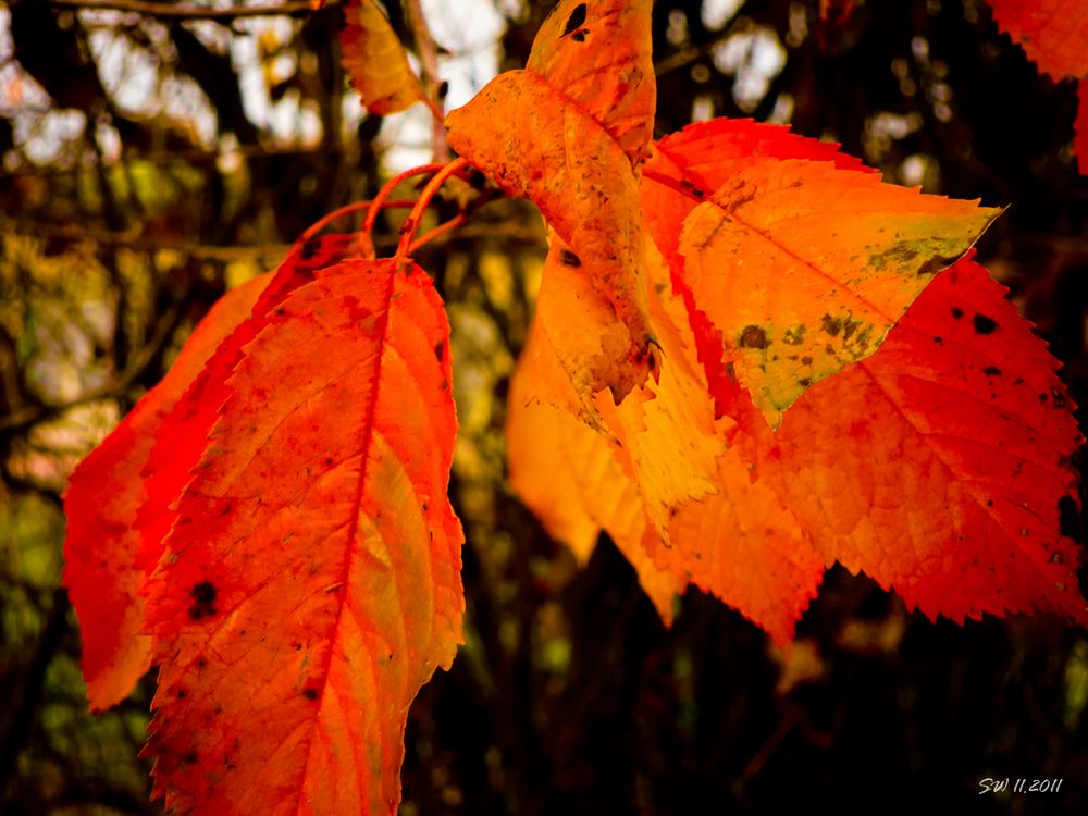 Rotgold im Herbst