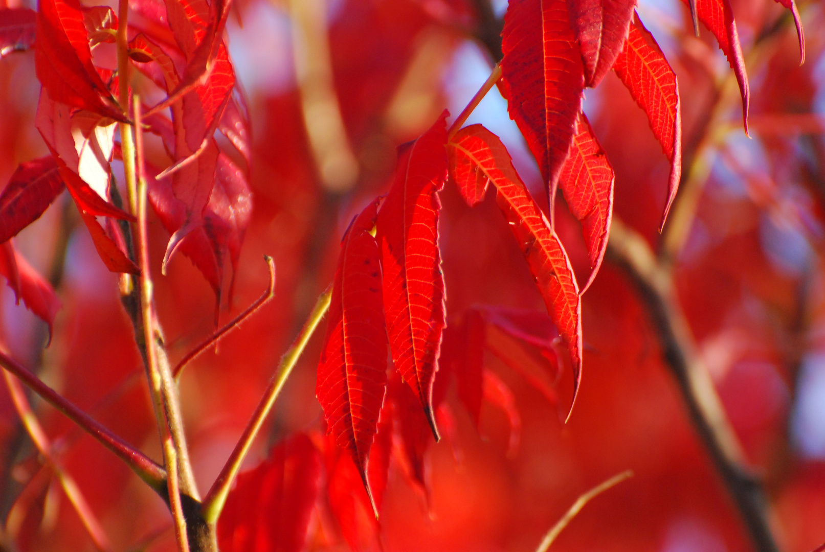 rotgoldener Oktober